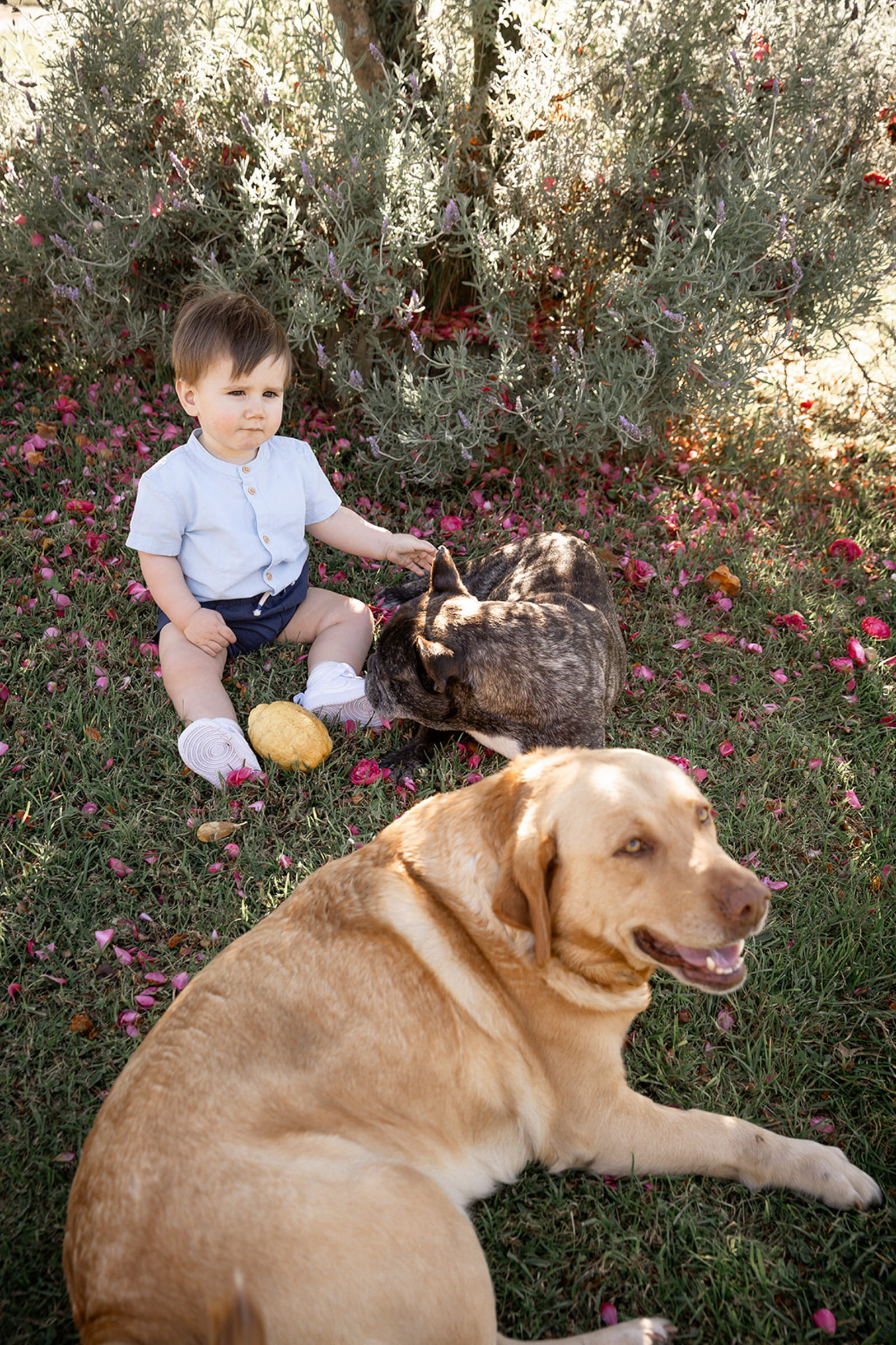 Niño con una cesta de mimbre junto a su labrador en el jardín