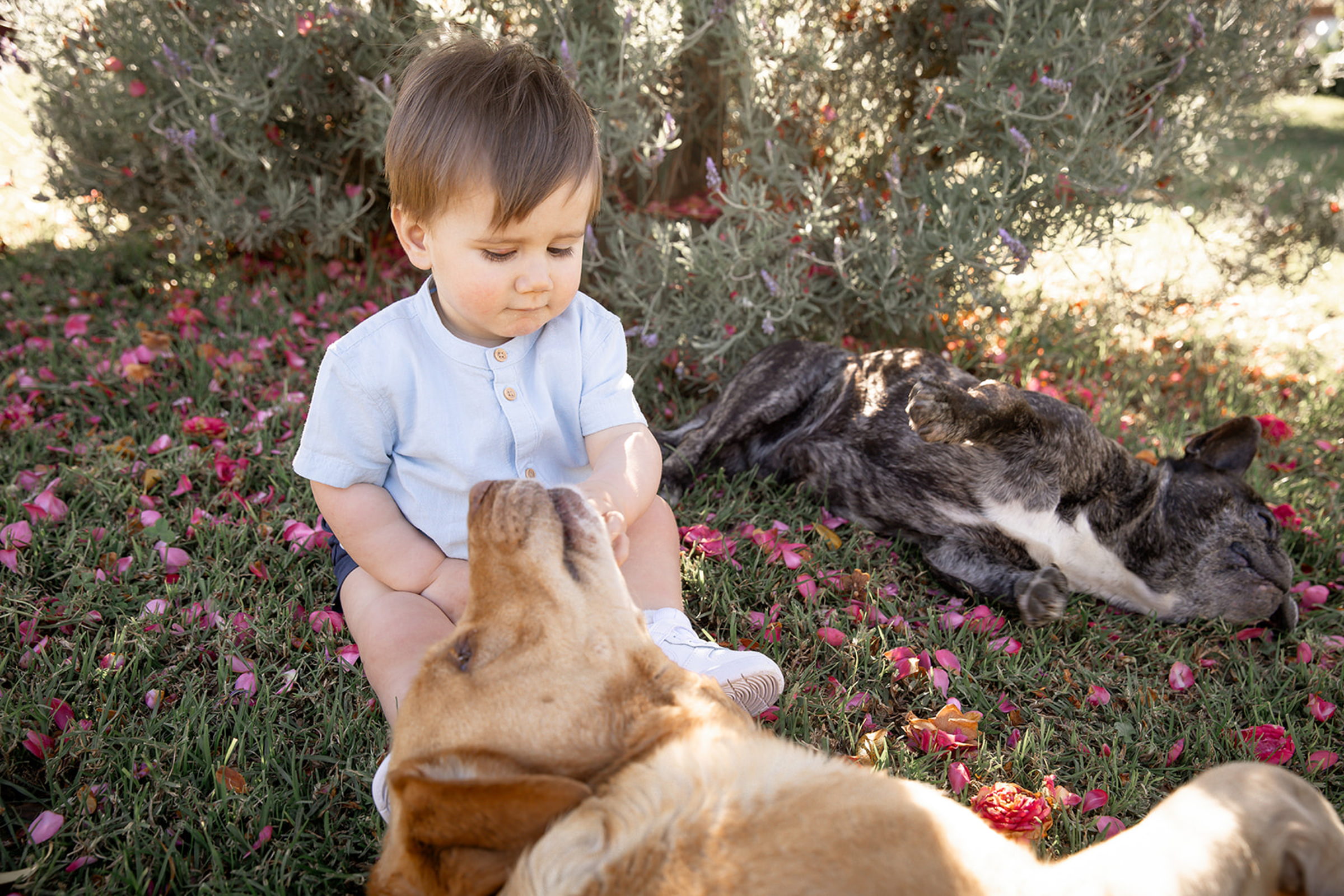 Niño pequeño acariciando a su labrador entre flores silvestres