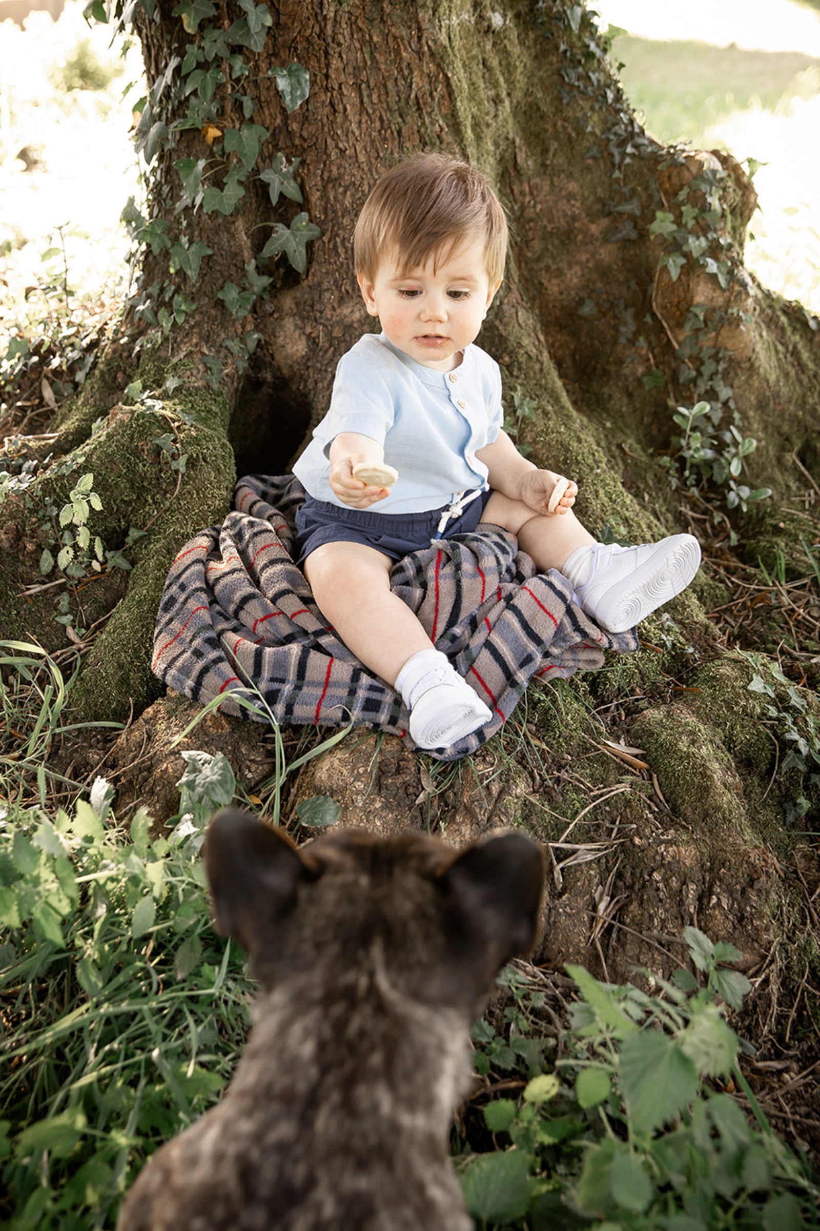Niño sentado al pie de un olivo mientras su perro lo observa